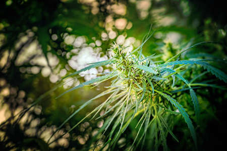 Fiber hemp on a dark  background.  Close up.の写真素材