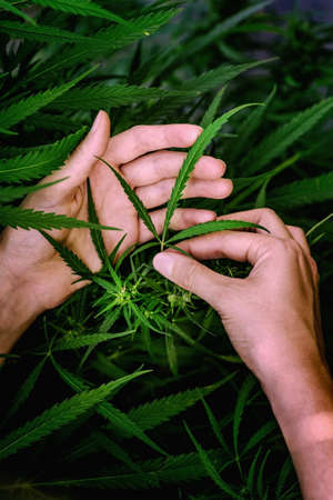 Womans hands holding fiber hemp.  Close up.の写真素材