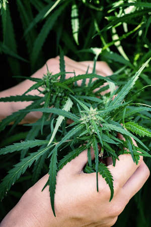 Womans hands holding fiber hemp.  Close up.