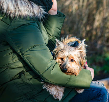 Yorkshire terrier on womans hands in autumn. Close view.の写真素材
