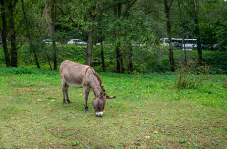 Donkey on an autumn grass. Italy.