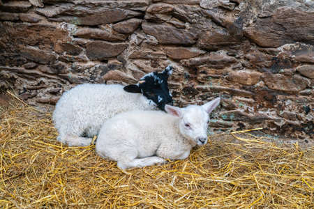 Two lambkins in a barn on the strawの写真素材