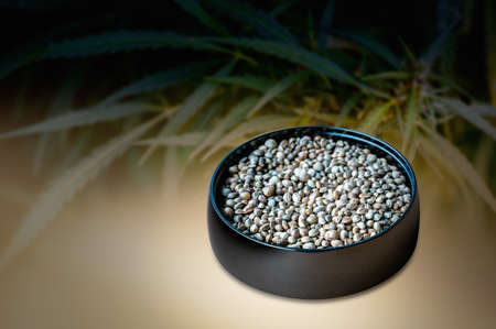 Hemp seeds in metal plate with hemp leaves in the background. Close up.の写真素材