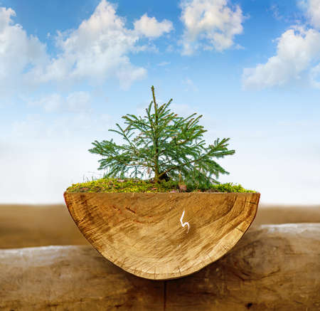 Small fir on a log with  moss in a blue cloudy sky background. Close view.の写真素材