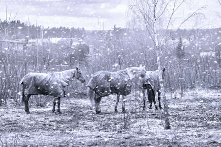 Three horses with horsecloths on snowy day in winter