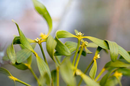 Mistletoe blossoms on  branches in spring, Close upの写真素材