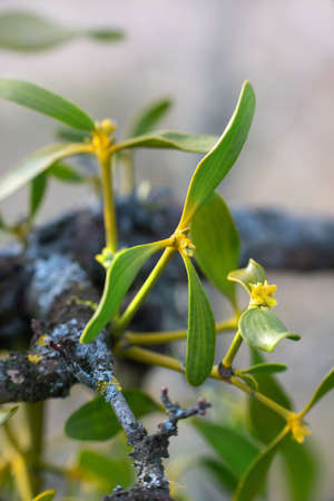 Mistletoe blossoms on  branches in spring, Close upの写真素材