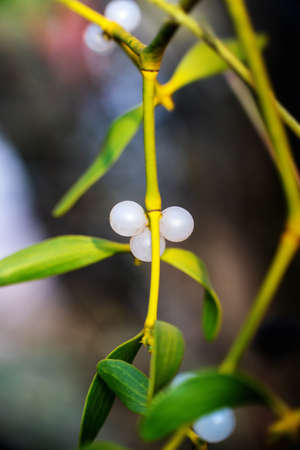 Mistletoes leaves and berries on a branches. Close up.の写真素材