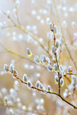 Close view of catkins in spring.