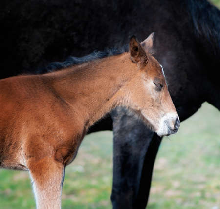 Black horse female with foal in a farm yard in spring on sunny day