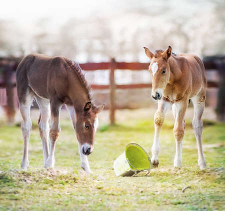 Two foals on the spring grass in the farm yard in the foggy morning. 