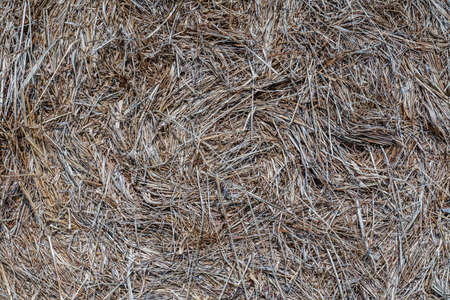 Hay in a bale on sunny spring day. Close up. For background.の写真素材