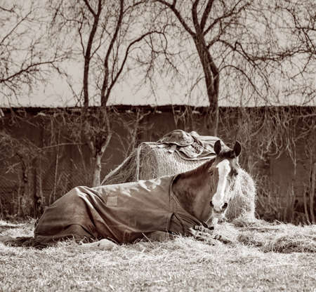 Old horse with a caparison lying on a hay next to a hay bale. Black white.の写真素材