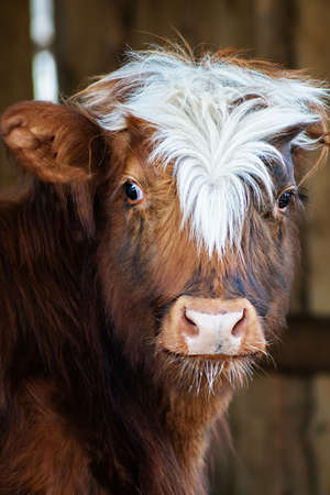 Portrait of young Highland cattle crossbreed heifer.の写真素材