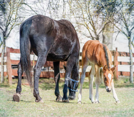 Black horse female with foal in a farm yard in spring on sunny dayの写真素材