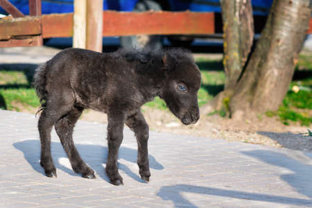 Black baby miniature horse on sunny spring day in the yard.の写真素材