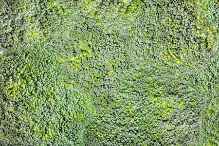 Broccoli vegetable background. Close up.の写真素材