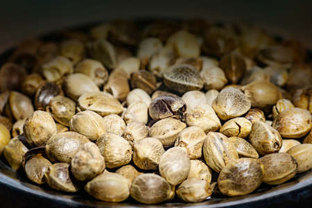 Hemp seeds in the metal plate. Close up.の写真素材