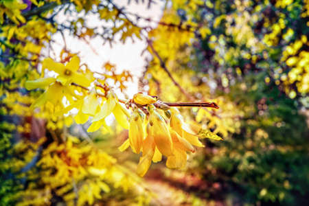 Forsythia is a genus of flowering plants in the olive family Oleaceae. There are about 11 species,...