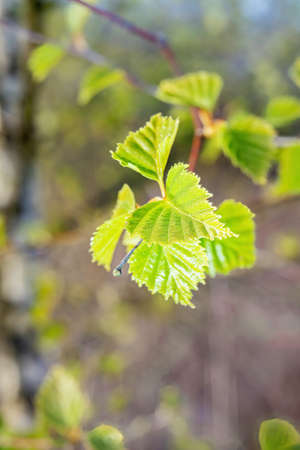 Birch branch with green leaves in spring. Close up.の写真素材