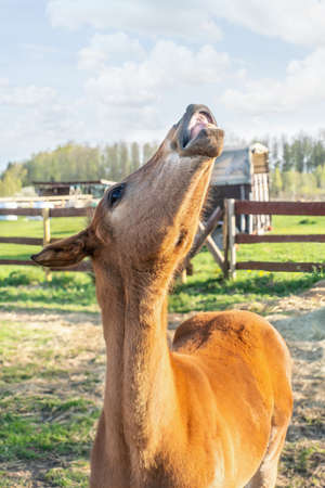 Beautiful foal with a raised head in the farm yard in springの写真素材