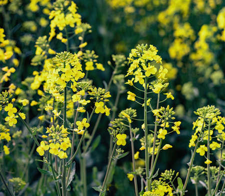 Rape plant blooming in the field in spring. Close view.
