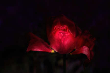 Withered red tulip on a dark background. Close up.の写真素材