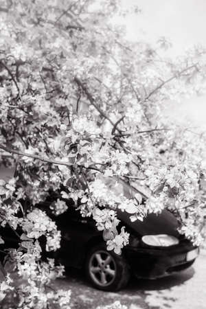 Car under the apple tree with blossoms in spring. Black white.の写真素材