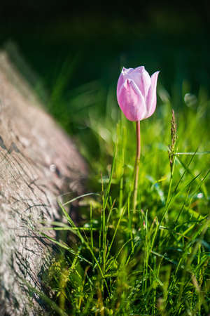 Pink tulip blossom at the stone on sunrise in the spring meadow. Close up.の写真素材
