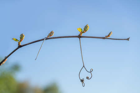 Small twig of a grape with spreading buds in the background of the blue sky in spring. Close up.の写真素材