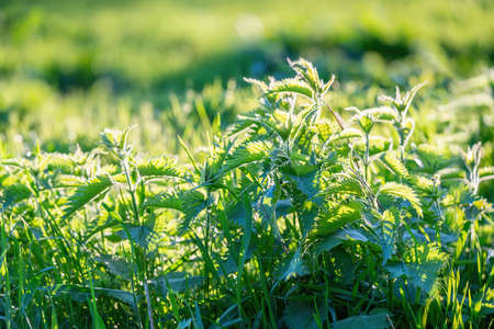 Nettles in the meadow in spring sunset. Close up.の写真素材