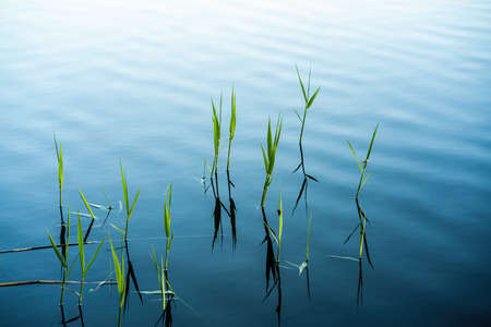 Reeds  with reflections in the lake water. Close view.の写真素材