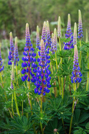 Lupine blossoms in the meadow in springの写真素材