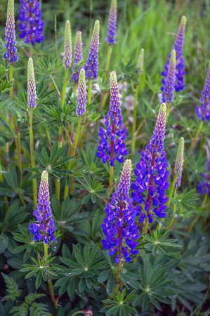 Lupine blossoms in the meadow in springの写真素材