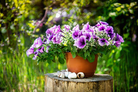 Surfinia flower in flowerpot. Close up.の写真素材