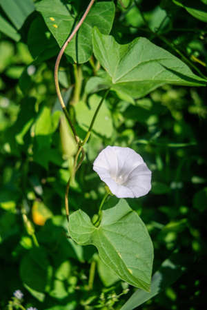 Convolvulus arvensis (field bindweed) is a species of bindweed that is rhizomatous and is in the...