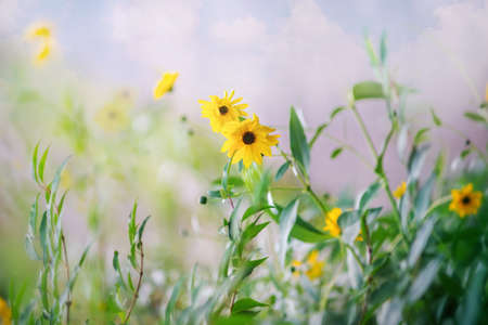 Heliopsis flower blossoms on foggy autumn dayの写真素材