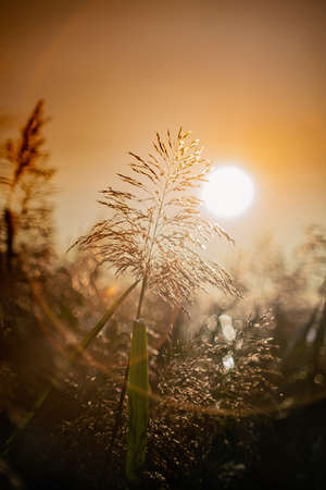 Close view of reeds on sunset in autumn.