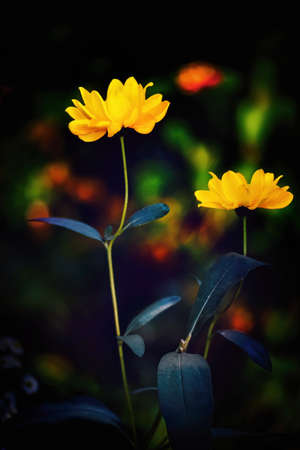 Two heliopsis blossoms on the dark background. Close view.