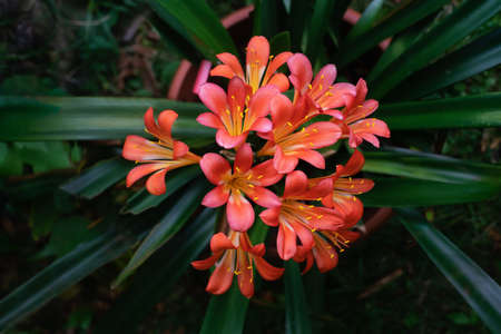 Clivia plant blossoms on a dark background. Close up. Top view.