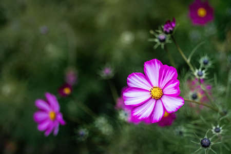 Cosmos flower blossoms on a dark background. Close up.の写真素材
