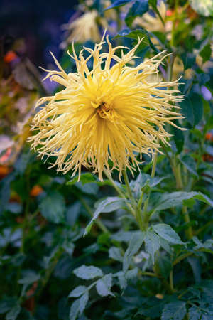 Dahlia Encore is a magnificent and eye-catching dahlia with rich buttery yellow blossoms. Close up.