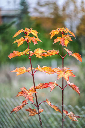 Two small maple trees in autumn. Close view.