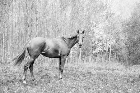 Beautiful horse on the grass in autumn. Black white.の写真素材