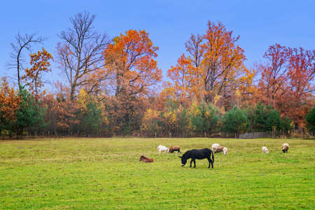 Black donkey, baby mule, goat and sheeps in the farm yard in autumn.の写真素材