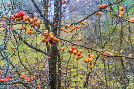 Apples of Paradise tree with ripe fruits in autumn. Close up.の写真素材
