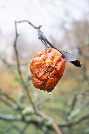 Close view of rotten apple after rain on foggy morning in  autumn