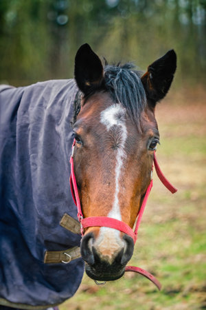 Portrait of zemaitukas breed horse with caparison in autumn