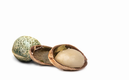 Two hemp seeds on a white background. Close up.