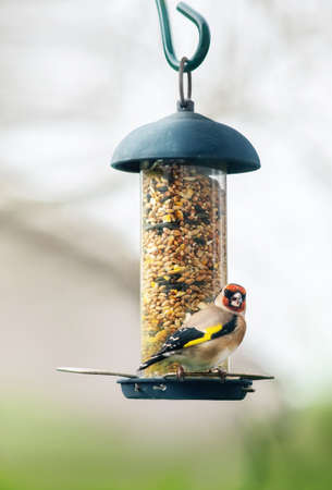 European goldfinch or simply the goldfinch (Carduelis carduelis) on  bird feeder with various seeds. Small passerine bird in the finch family that is native to Europe.の写真素材